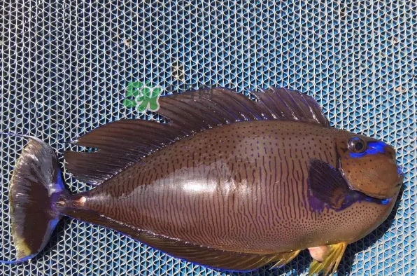 剝皮魚是什么魚？剝皮魚是深海魚嗎