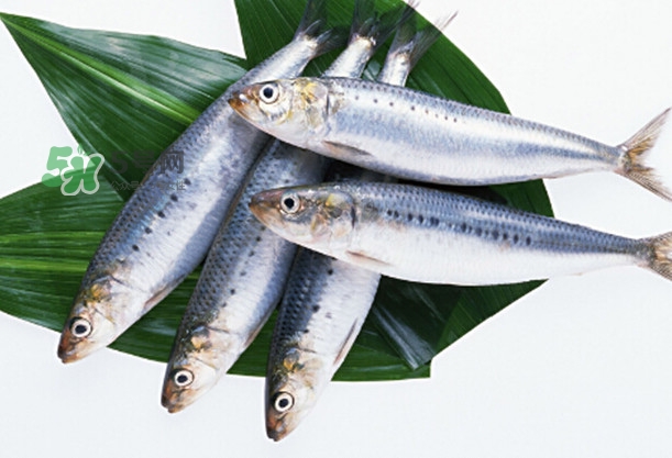 沙丁魚(yú)和秋刀魚(yú)有什么不一樣？秋刀魚(yú)和沙丁魚(yú)的區(qū)別