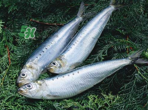 沙丁魚(yú)和秋刀魚(yú)有什么不一樣？秋刀魚(yú)和沙丁魚(yú)的區(qū)別