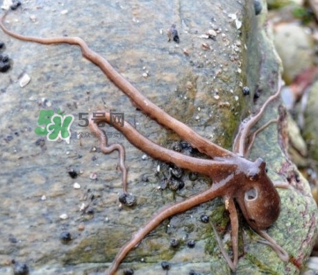 章魚有牙齒嗎？章魚天敵是什么