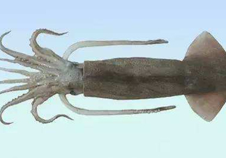 筆管魚是魷魚嗎？筆管魚和魷魚的區(qū)別
