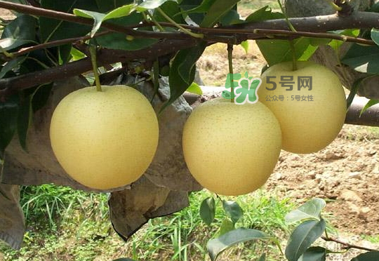 雪花梨是雪梨嗎？雪花梨和雪梨的區(qū)別