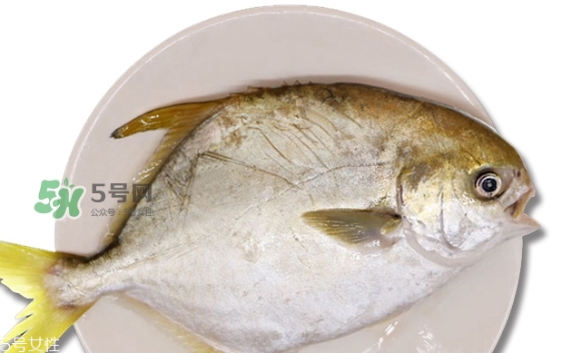 金鯧魚是海魚嗎？金鯧魚的刺多嗎？
