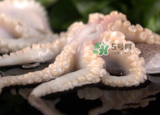章魚有幾只腳？章魚有幾個爪子