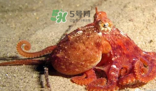 章魚有牙齒嗎？章魚天敵是什么
