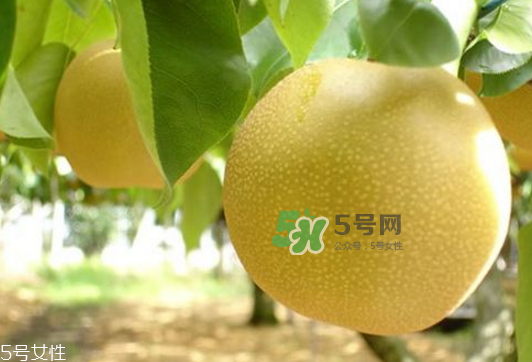 貢梨可以做冰糖雪梨嗎？貢梨可以燉川貝嗎？