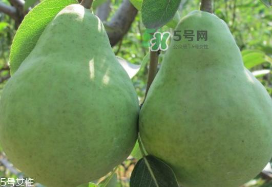 巴梨怎么吃？巴梨是熱性還是涼性的？