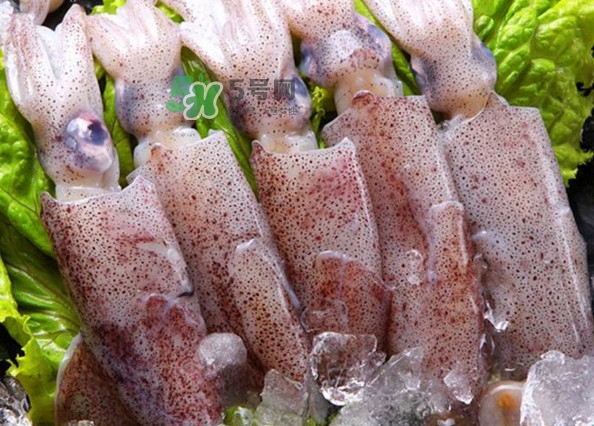 筆管魚(yú)是魷魚(yú)嗎？筆管魚(yú)和魷魚(yú)的區(qū)別