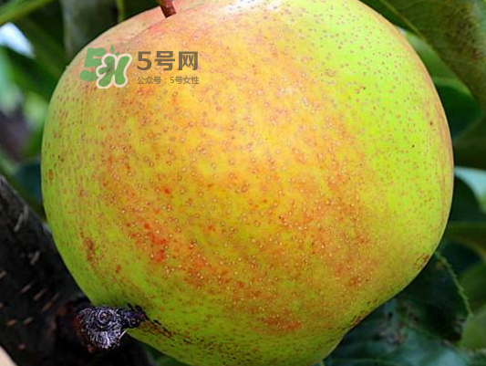 蘋果梨是轉(zhuǎn)基因還是變基因？蘋果梨的功效與作用