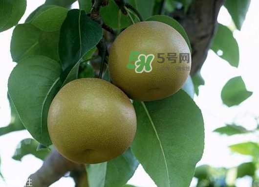 沙梨孕婦可以吃嗎？沙梨的功效與作用