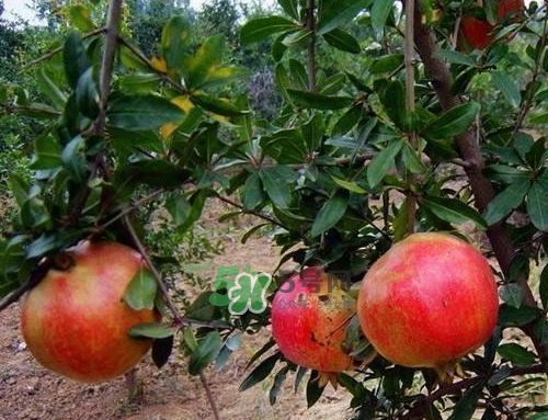 河陰石榴什么時候成熟？河陰石榴多少錢一斤？