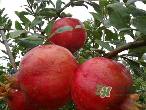 河陰石榴什么時候成熟？河陰石榴多少錢一斤？