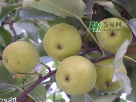 沙梨怎么做才好吃？沙梨的熱量