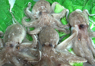 章魚會咬人嗎？章魚會吃人嗎