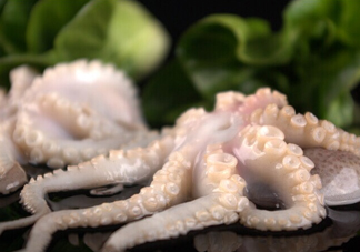 章魚有幾只腳？章魚有幾個爪子