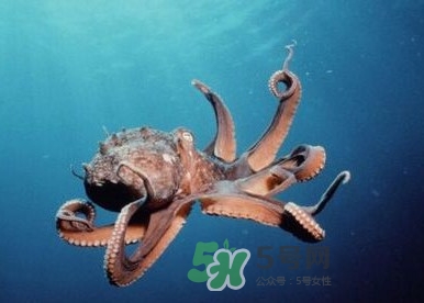 章魚(yú)是墨魚(yú)嗎？章魚(yú)有哪些特性