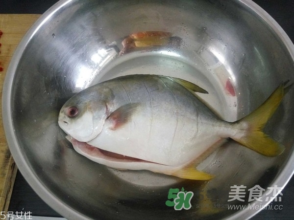 金鯧魚是海魚嗎？金鯧魚的刺多嗎？