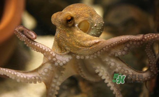 章魚會咬人嗎？章魚會吃人嗎