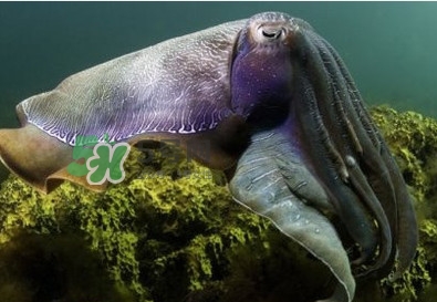 章魚(yú)是墨魚(yú)嗎？章魚(yú)有哪些特性