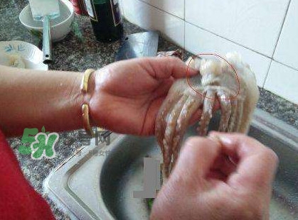 魷魚頭怎么切？魷魚怎么切花刀