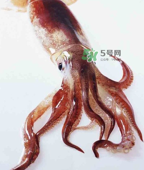 魷魚是墨魚嗎？魷魚和墨魚的區(qū)別