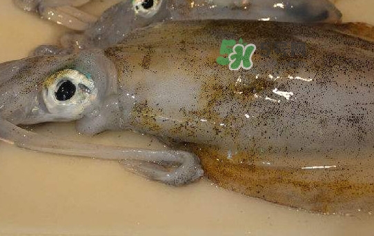 新鮮魷魚怎么保存？魷魚可以冷凍嗎