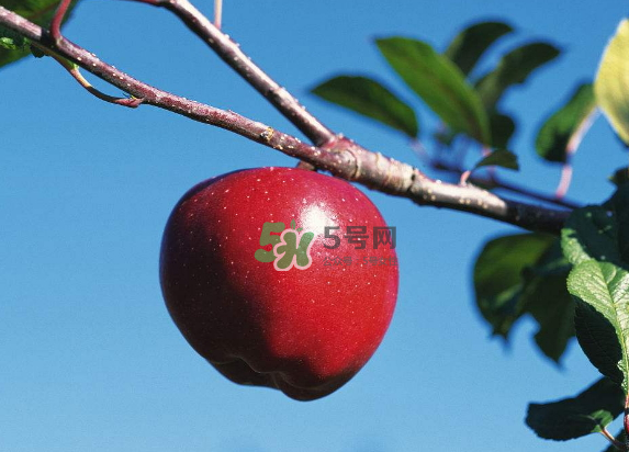 紅富士蘋(píng)果是哪里的？最好吃的蘋(píng)果排名