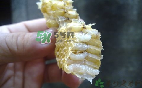 蜂蛹和枸杞能一起泡酒嗎？蜂蛹和枸杞泡酒的功效