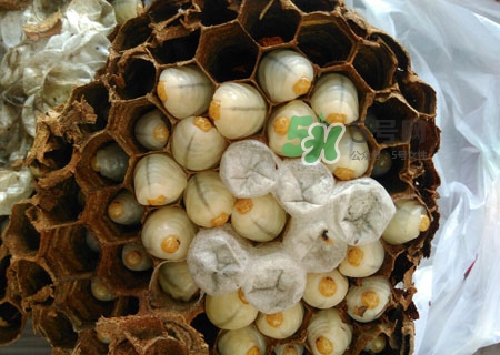 吃蜂蛹過(guò)敏了怎么辦？蜂蛹過(guò)敏的癥狀