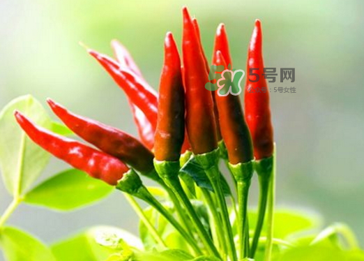 菜市場(chǎng)什么辣椒最辣？辣椒最辣的部分