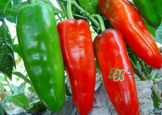 菜市場(chǎng)什么辣椒最辣？辣椒最辣的部分