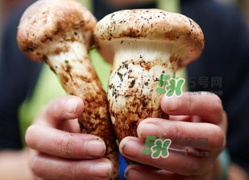 新鮮松茸用水焯嗎？新鮮松茸洗時用水浸泡嗎