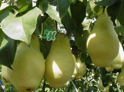 五九香梨怎么吃？五九香梨有什么功效？