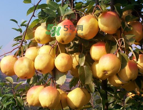 五九香梨怎么吃？五九香梨有什么功效？