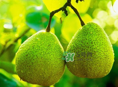 萊陽(yáng)梨什么時(shí)候成熟？萊陽(yáng)梨多少錢一斤？