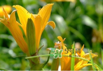新鮮黃花菜怎么處理？干黃花菜怎么處理