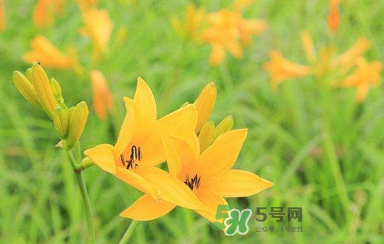 黃花菜是酸性還是堿性？黃花菜是熱性還是涼性