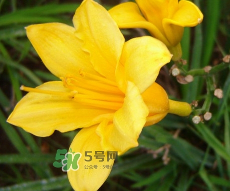 黃花菜是下奶的嗎？黃花菜是發(fā)奶的嗎