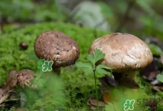 新鮮松茸用水焯嗎？新鮮松茸洗時用水浸泡嗎