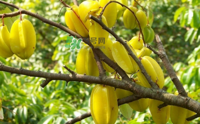 楊桃是什么季節(jié)的水果？楊桃怎么吃營(yíng)養(yǎng)價(jià)值最高？