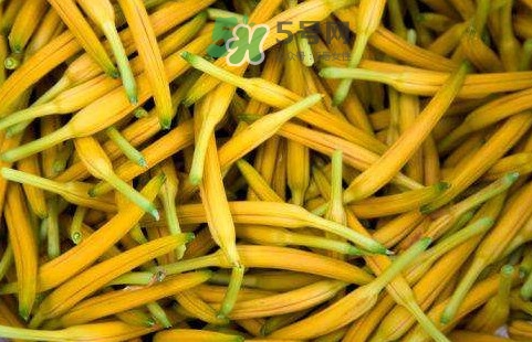 黃花菜是忘憂草嗎？黃花菜是不是金針菜