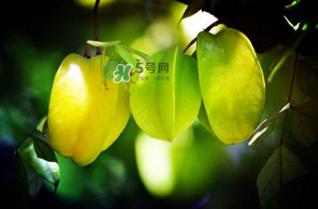 楊桃是什么季節(jié)的水果？楊桃怎么吃營(yíng)養(yǎng)價(jià)值最高？