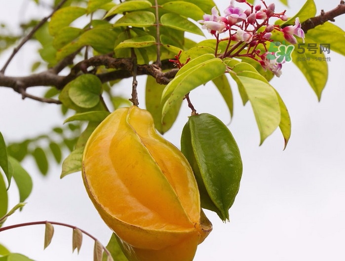 月經(jīng)期可以吃楊桃嗎？月經(jīng)期可以吃什么水果？