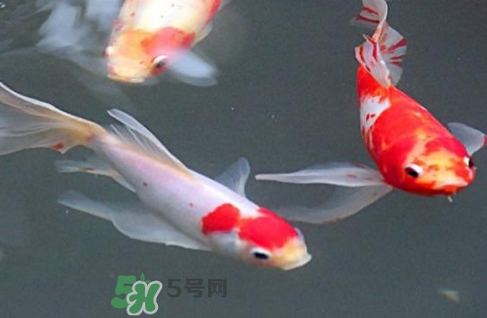 錦鯉多少錢一條？錦鯉怎么養(yǎng)不容易死