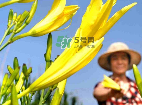 黃花菜是下奶的嗎？黃花菜是發(fā)奶的嗎