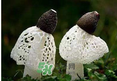 竹蓀怎么泡發(fā)？竹蓀怎么吃