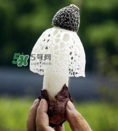 新鮮竹蓀怎么保存？干竹蓀怎么保存