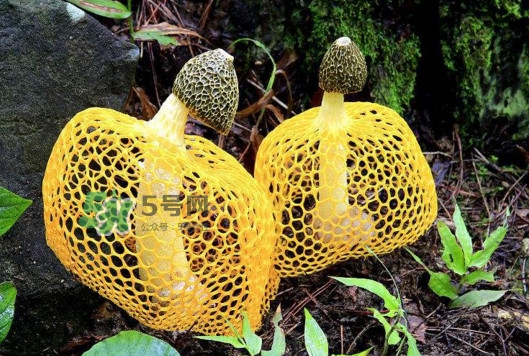 新鮮竹蓀怎么清洗？新鮮竹蓀怎么處理