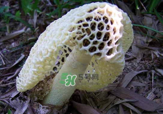 怎么去除竹蓀的怪味？如何去除竹蓀的異味