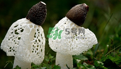 竹蓀黑色菌蓋能吃嗎？竹蓀食用禁忌是什么